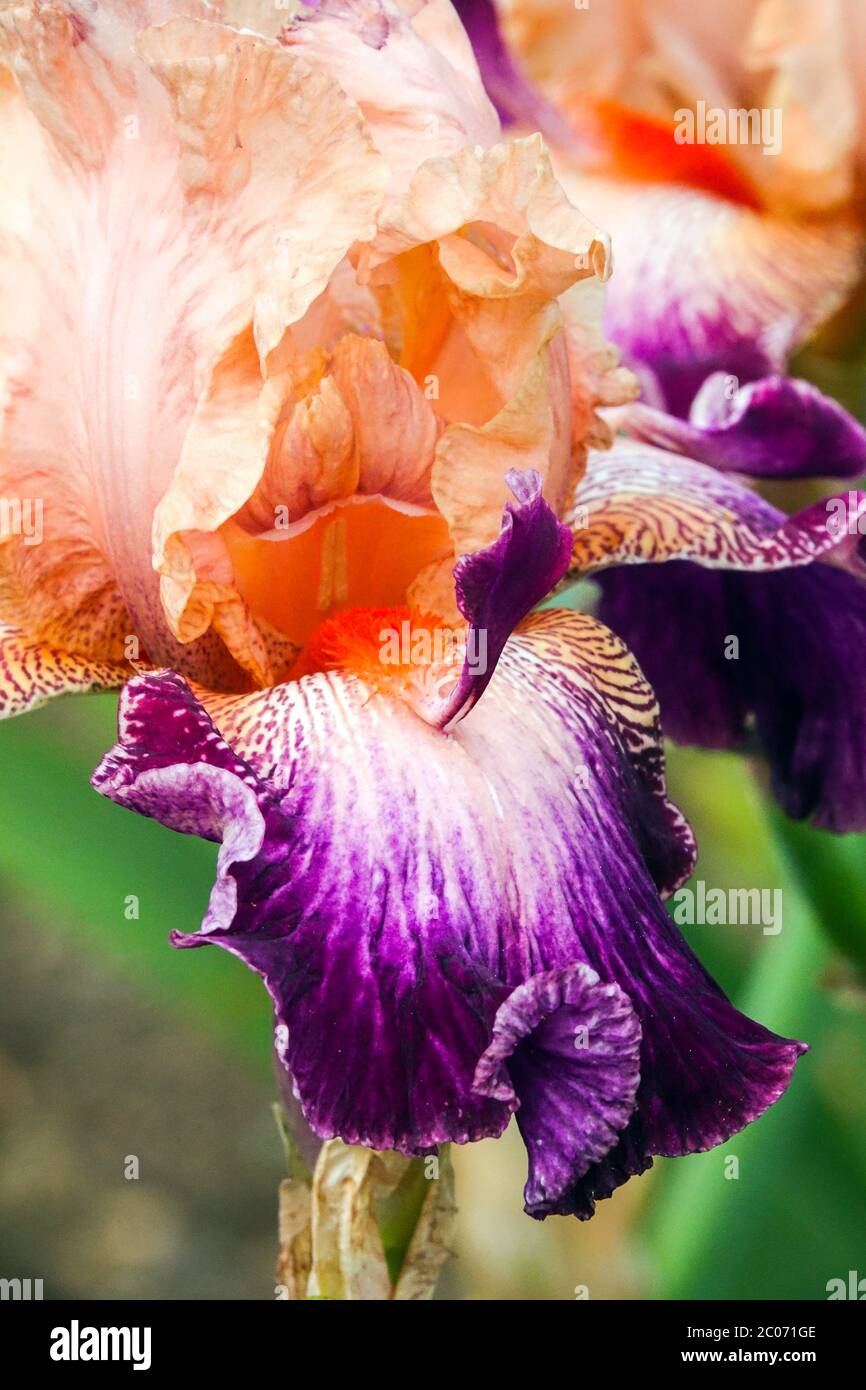 Große bärtige Irisblume, Nahaufnahme von Aprikosen-Malve-Farben Stockfoto