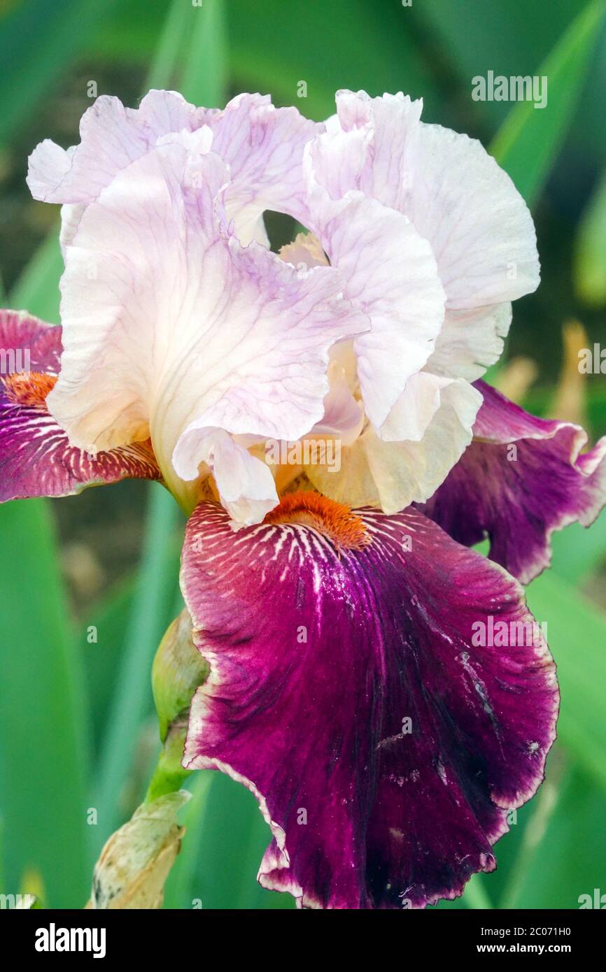 Latin lover Fotos und Bildmaterial in hoher Auflösung Alamy
