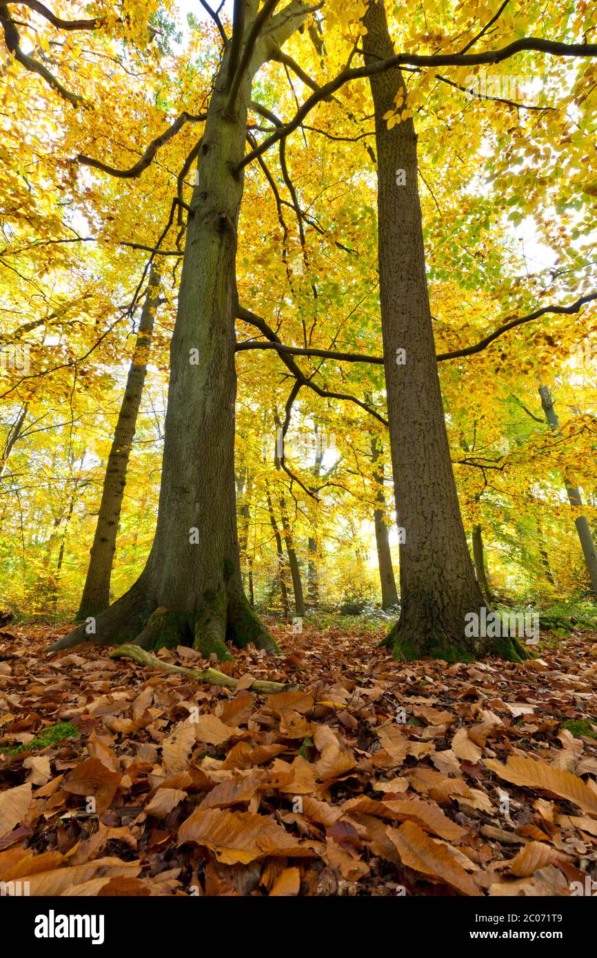 Herbstbäume - Süße Kastanie Stockfoto