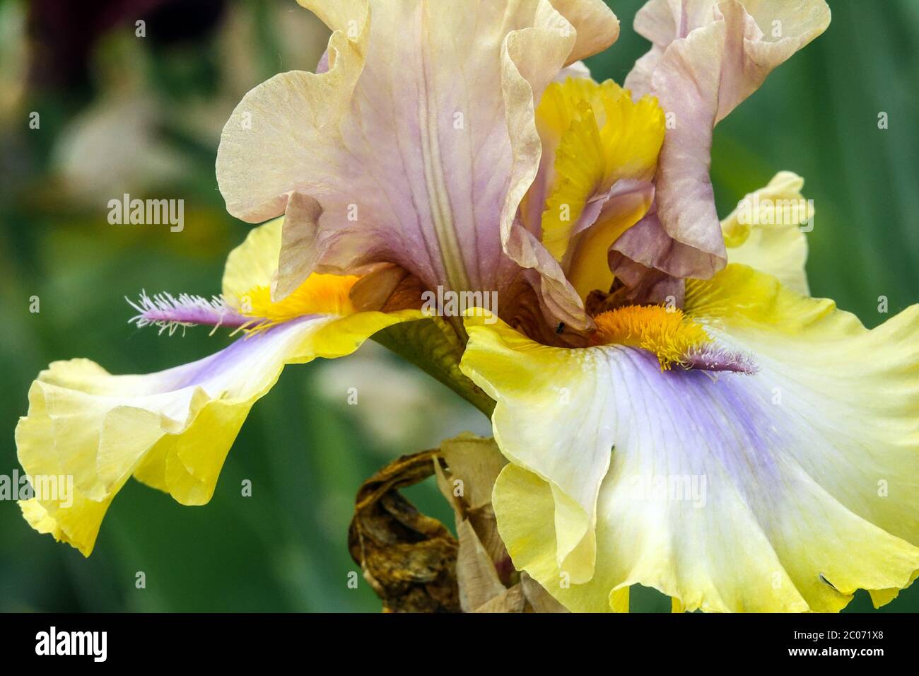 Gelbe pastellbeige Farben Iris 'Karibik' große bärtige Iris stamens Blume Stockfoto
