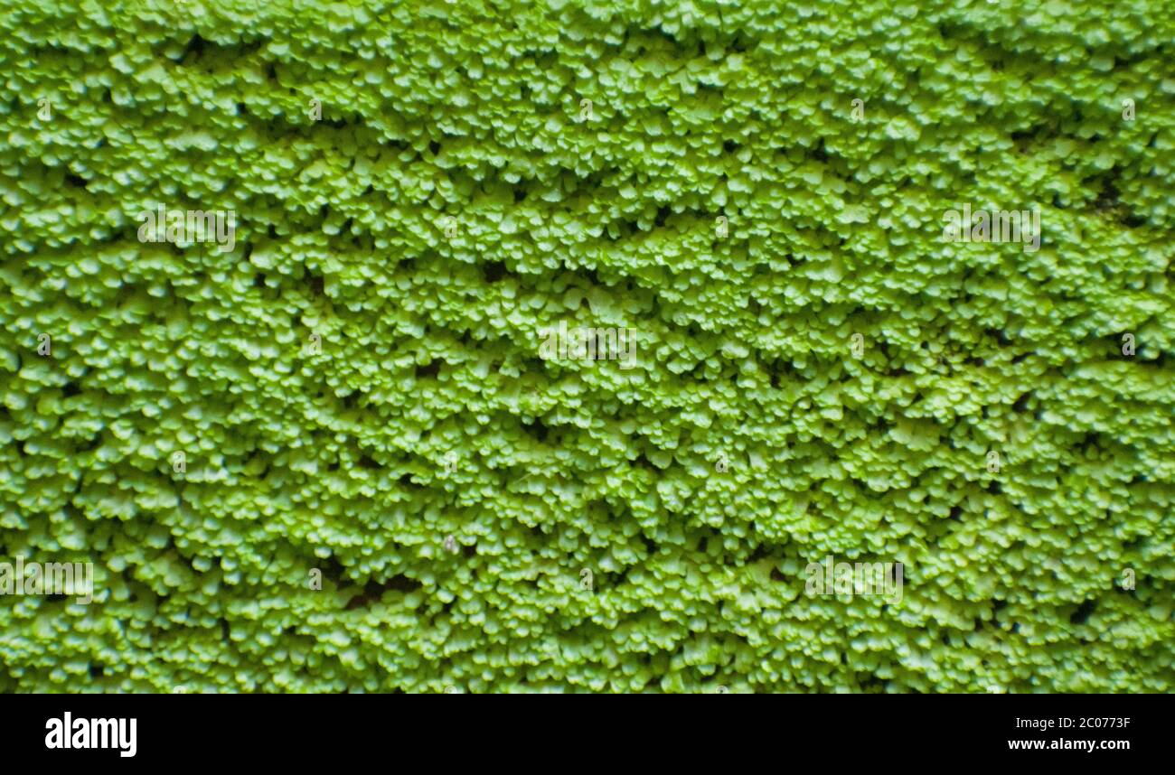 Grünes Gras in einer Wand.Gras Wand Hintergrund zu schmücken Stockfoto