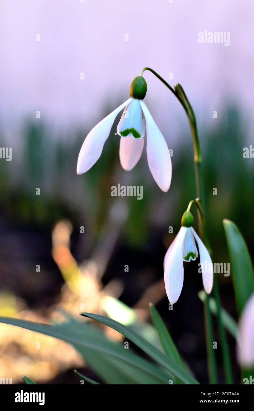 Weiße Schneeglöckchen als erstes Zeichen des Frühlings im Garten in Siebenbürgen. Stockfoto