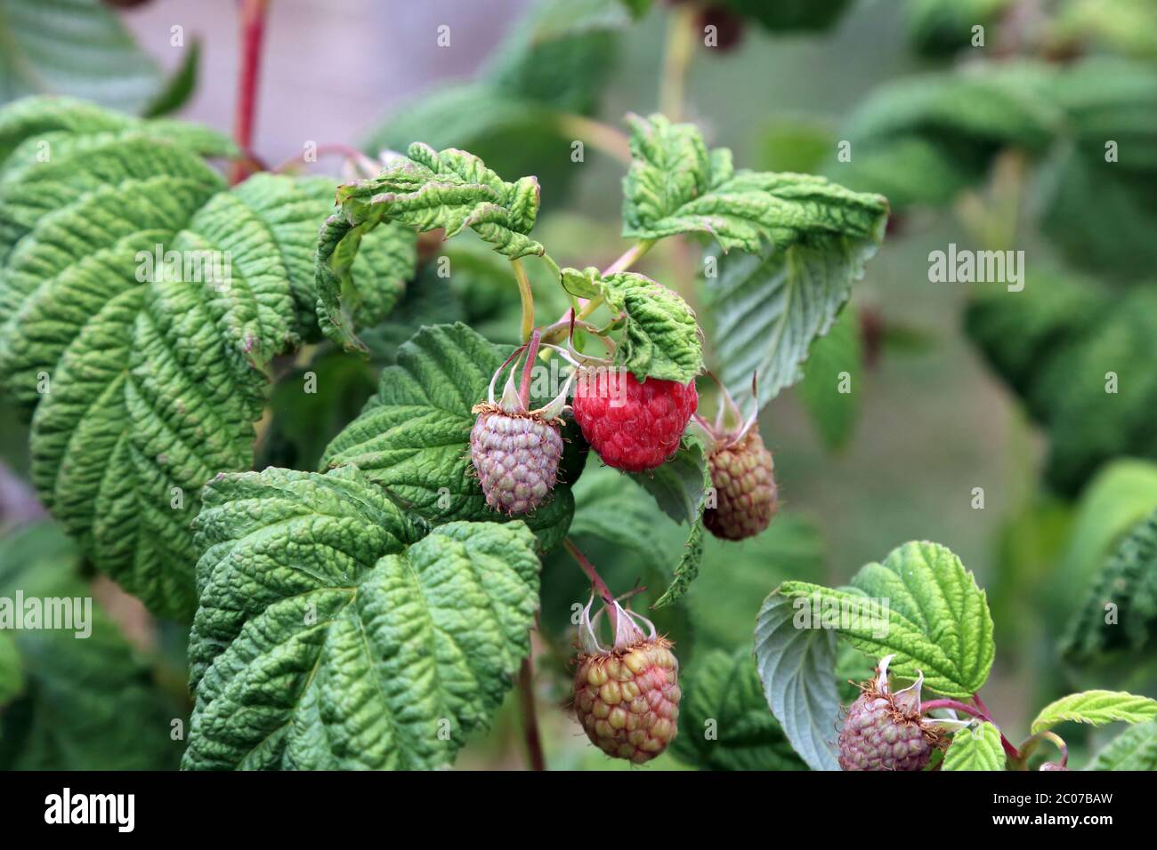 Himbeeren reifen auf Himbeerbusch in einem Garten in Kent, England Stockfoto