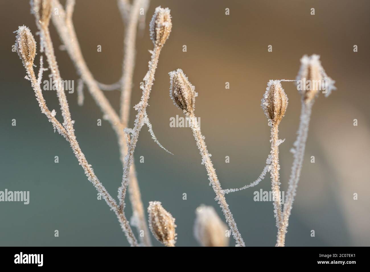 Nahaufnahme von gefrorenen Knospen im Winter, bedeckt von wunderbaren Eiskristallen Stockfoto