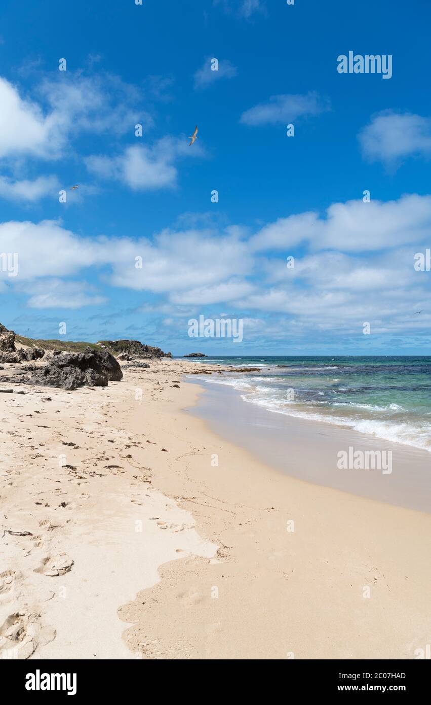 Strand auf Penguin Island, Rockingham, Western Australia, Australien Stockfoto