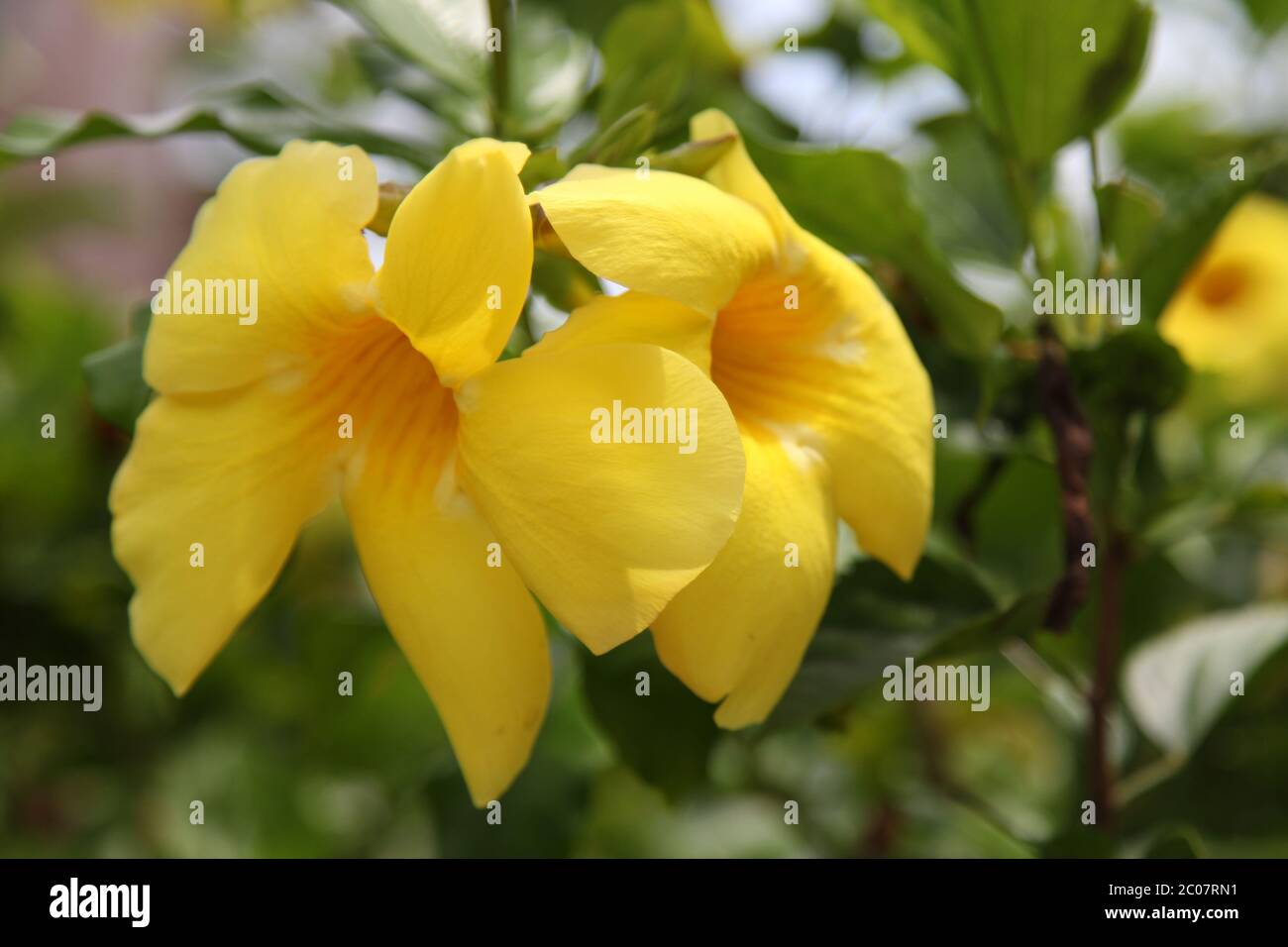 Yellow Hibiscus, eine tropische 5-Blütenblätter-Blüte, die in Hawaii und Mexiko verbreitet ist Stockfoto
