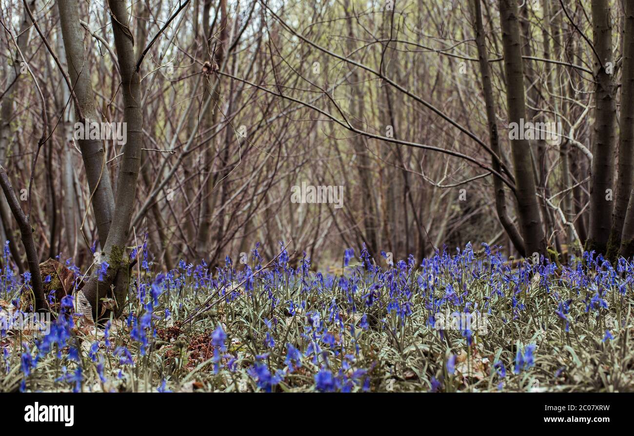 Wilde Bluebell Blumen in einer grünen Wiese gewachsen Stockfoto