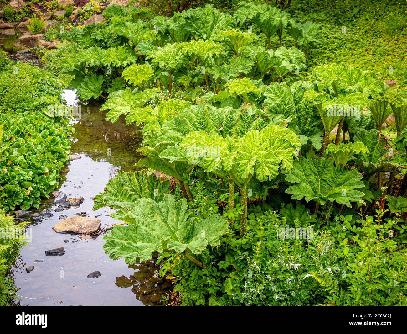 Gunnera manicata, auch bekannt als Riese Rhabarber wächst neben einem Bach in einem britischen Garten. Stockfoto