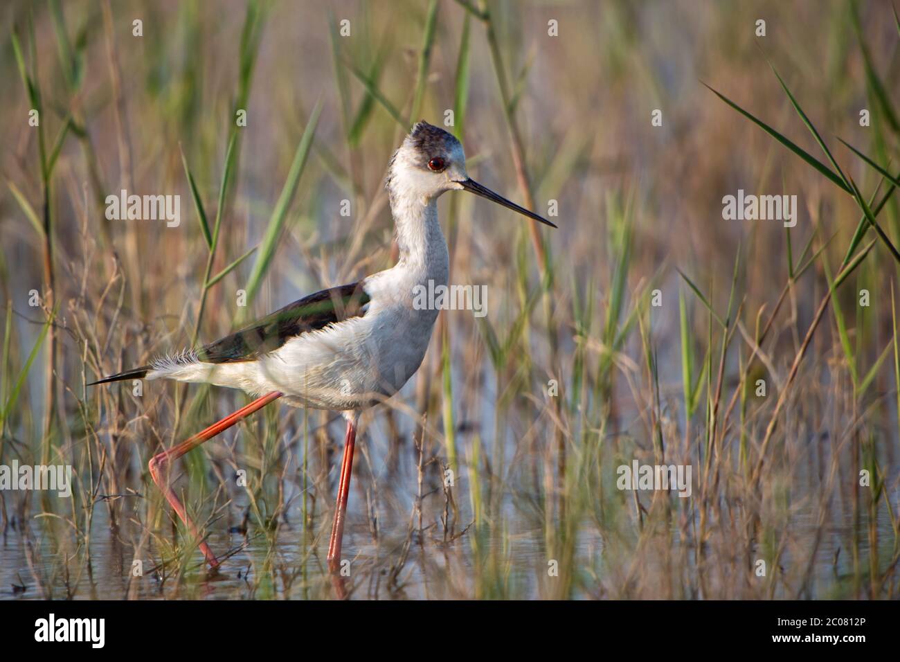 Schwarzflügeliger Stelzenschwanzvogel - Himantopus himantopus, schöner langbeiniger Wasservogel aus europäischen Sümpfen und Sümpfen, Insel Pag, Kroatien. Stockfoto