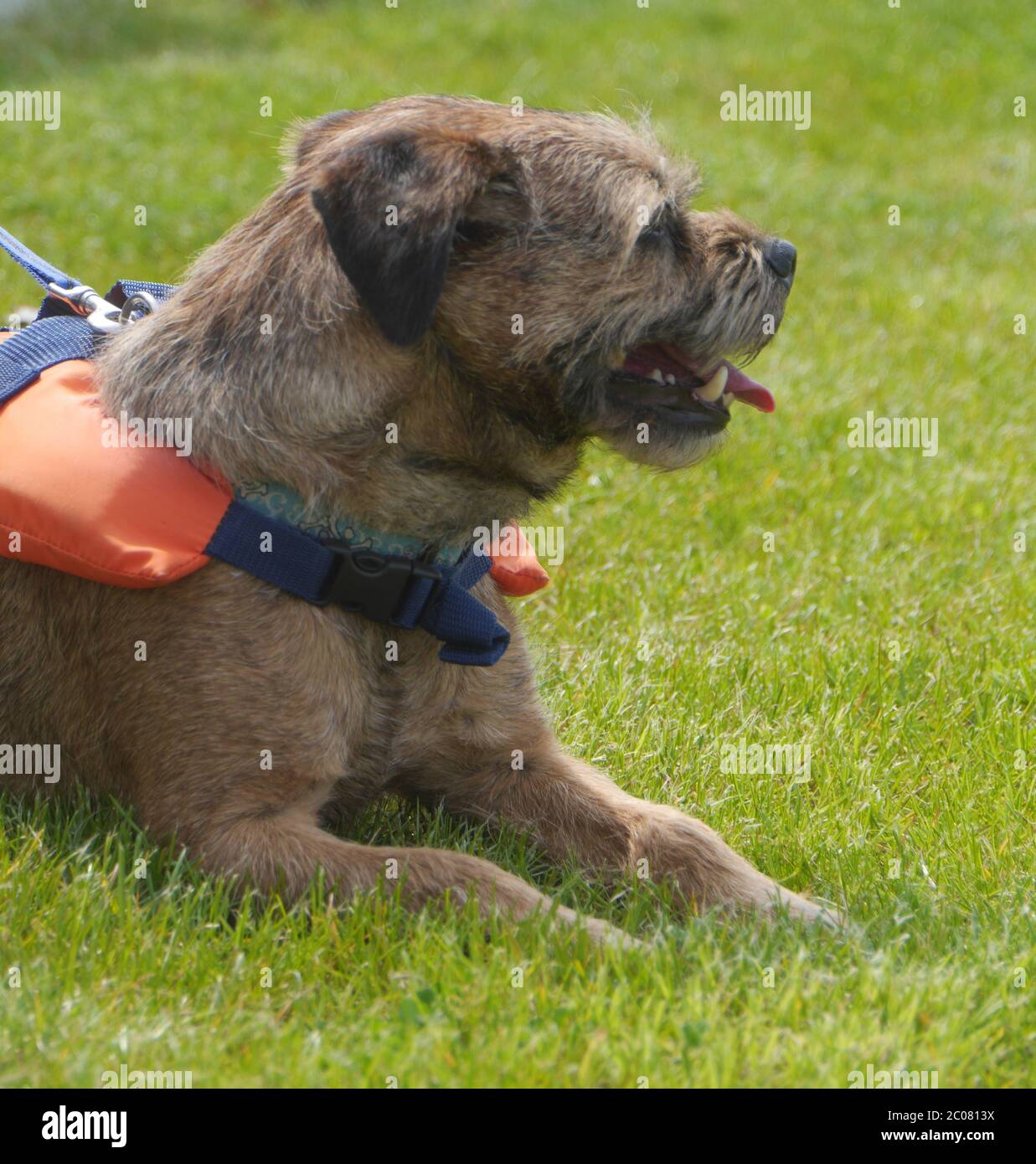 Border Terrier mit Schwimmweste Stockfoto