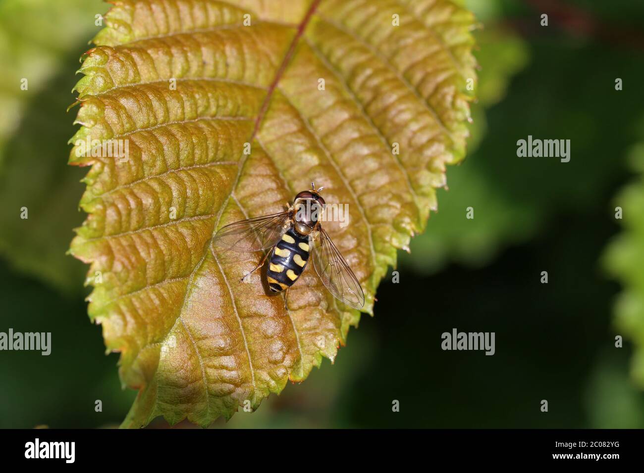 Schöne Hoverfly auf einer weißen Blume im Wald Stockfoto