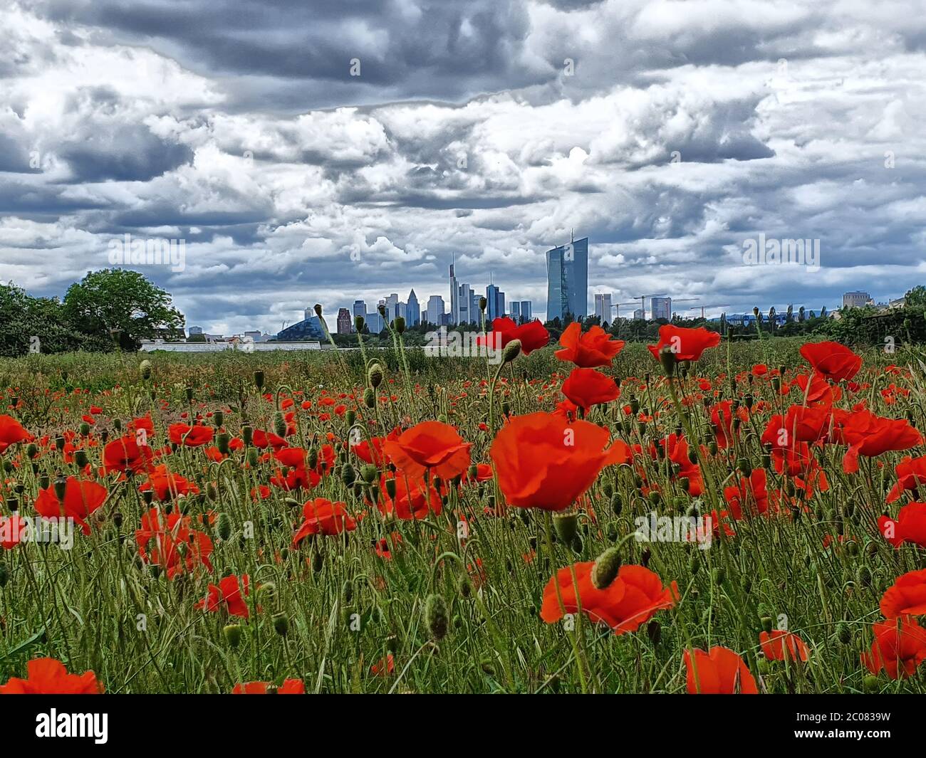 Deutschland, Hessen, Frankfurt am Main, ein stark bewusster Mittag in einem Moonblumenfeld mit Blick auf die Frankfurter Skyline Stockfoto