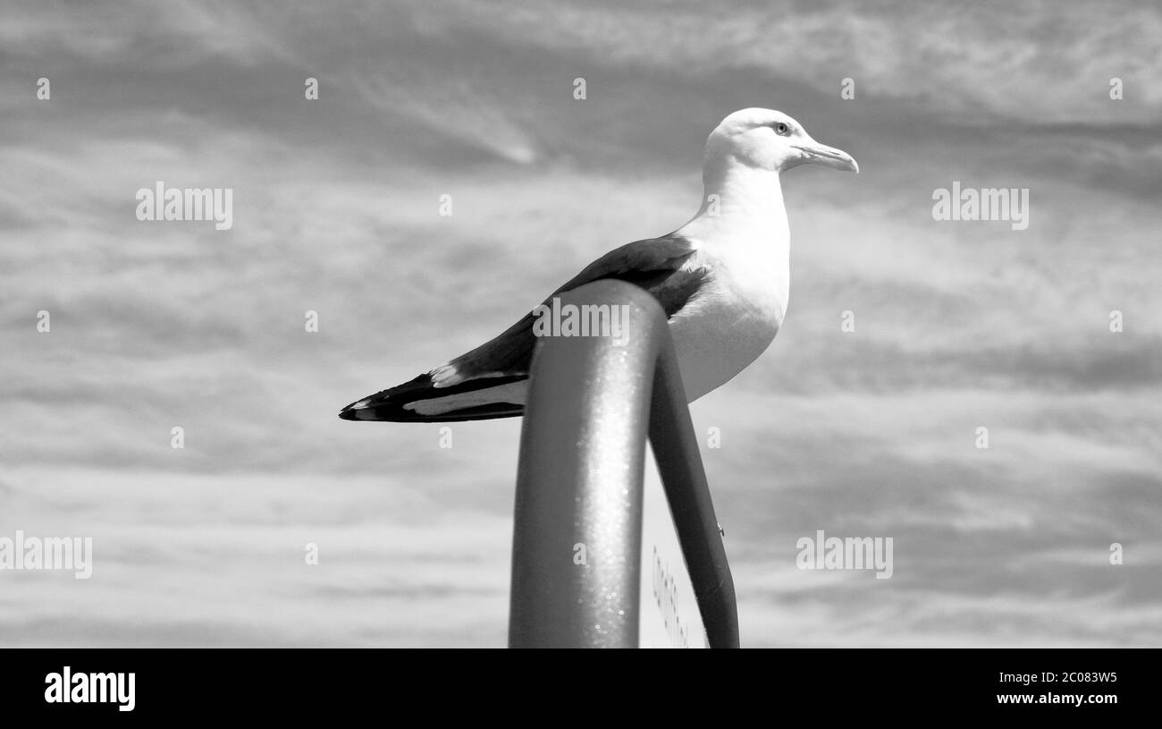 Schwarzweiß-Fotografie. Seagull saß auf einem Metallmast mit einem wilden Himmel. Nautischer Hintergrund. Stockfoto