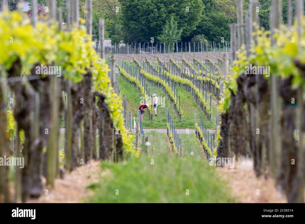 Weinanbau in der Erziehungshase. Hagnau, 08.05.2020 Stockfoto