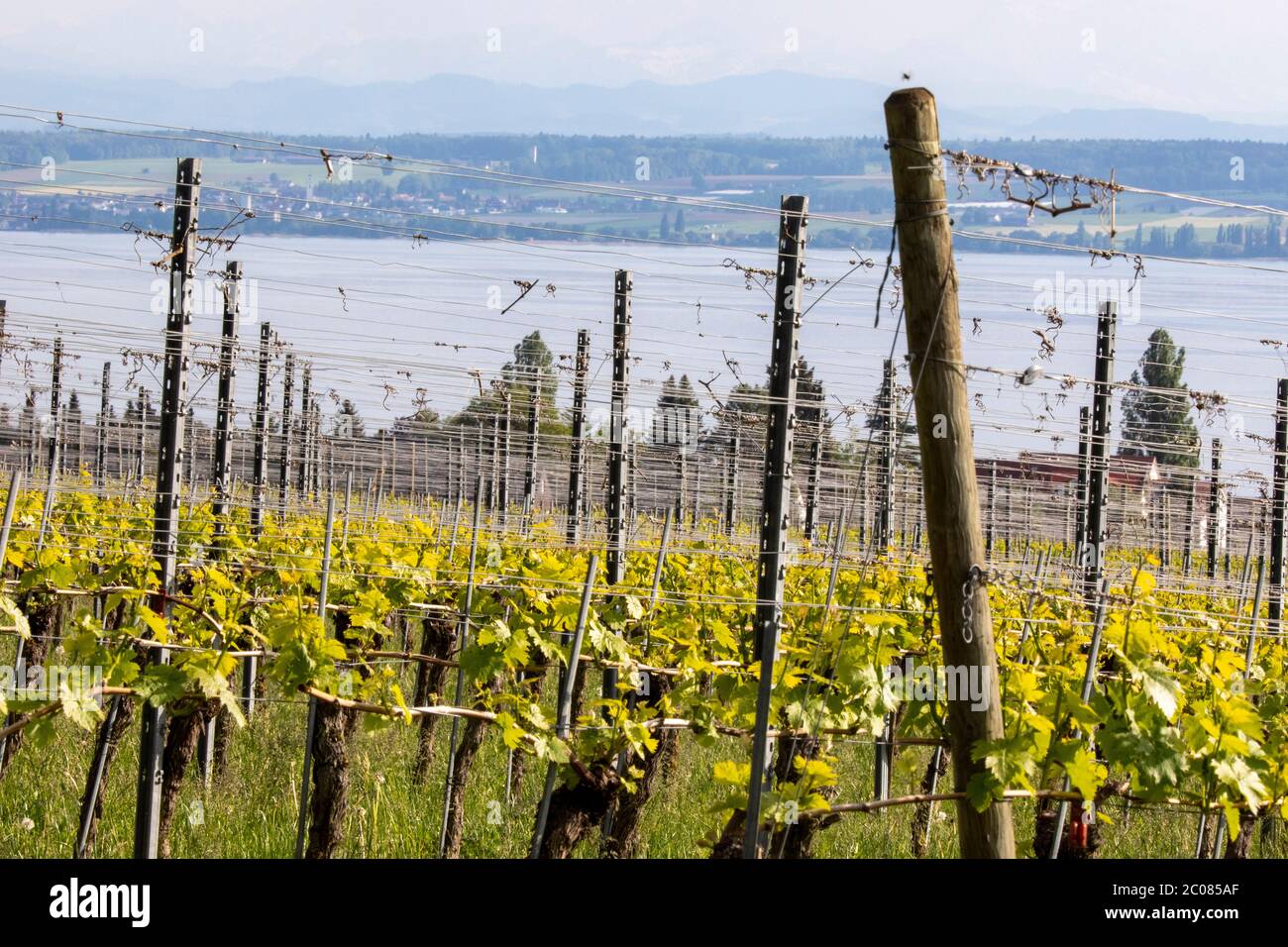 Weinanbau in der Erziehungshase. Hagnau, 08.05.2020 Stockfoto