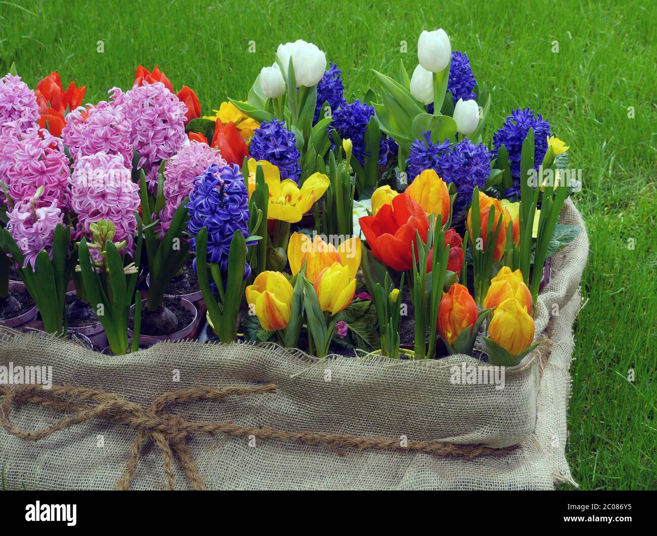 Blumen im Frühling Stockfoto