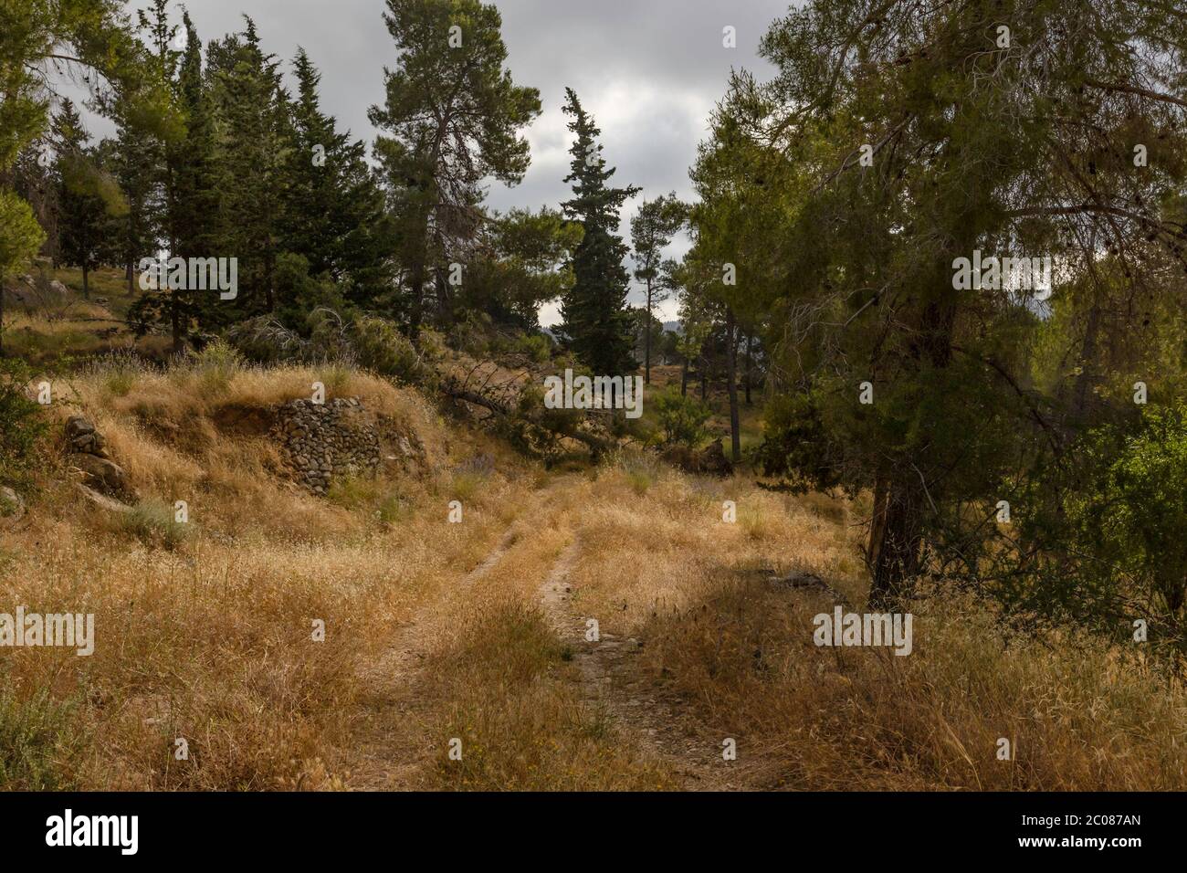 Ein Hund auf einem Waldweg in den Judäa Bergen bei Jerusalem, Israel, blockiert von einem umgestürzten Baum. Stockfoto