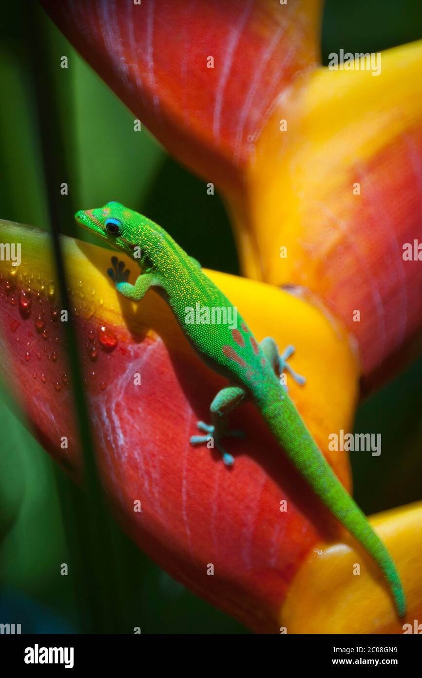 Goldstaub-Taggecko oder Madagaskar-Taggecko (Phelsum laticauda) auf Heliconia blühen in Hawaii Stockfoto