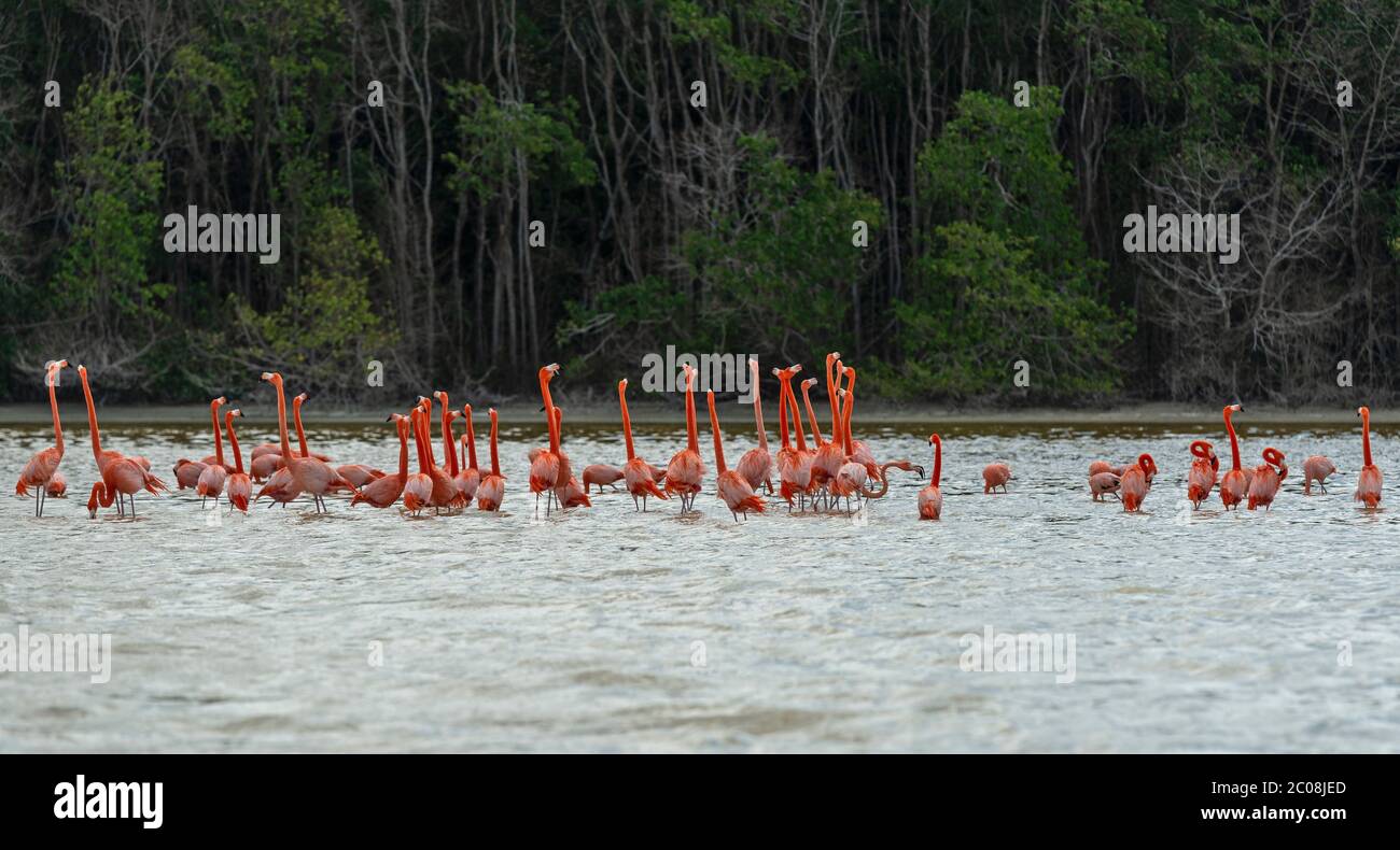 Eine Herde amerikanischer Flamingos (Phoenicopterus ruber) in der Vermehrungszeit mit einem Mangrovenwald, Celestun Biosphere Reserve, Yucatan, Mexiko. Stockfoto