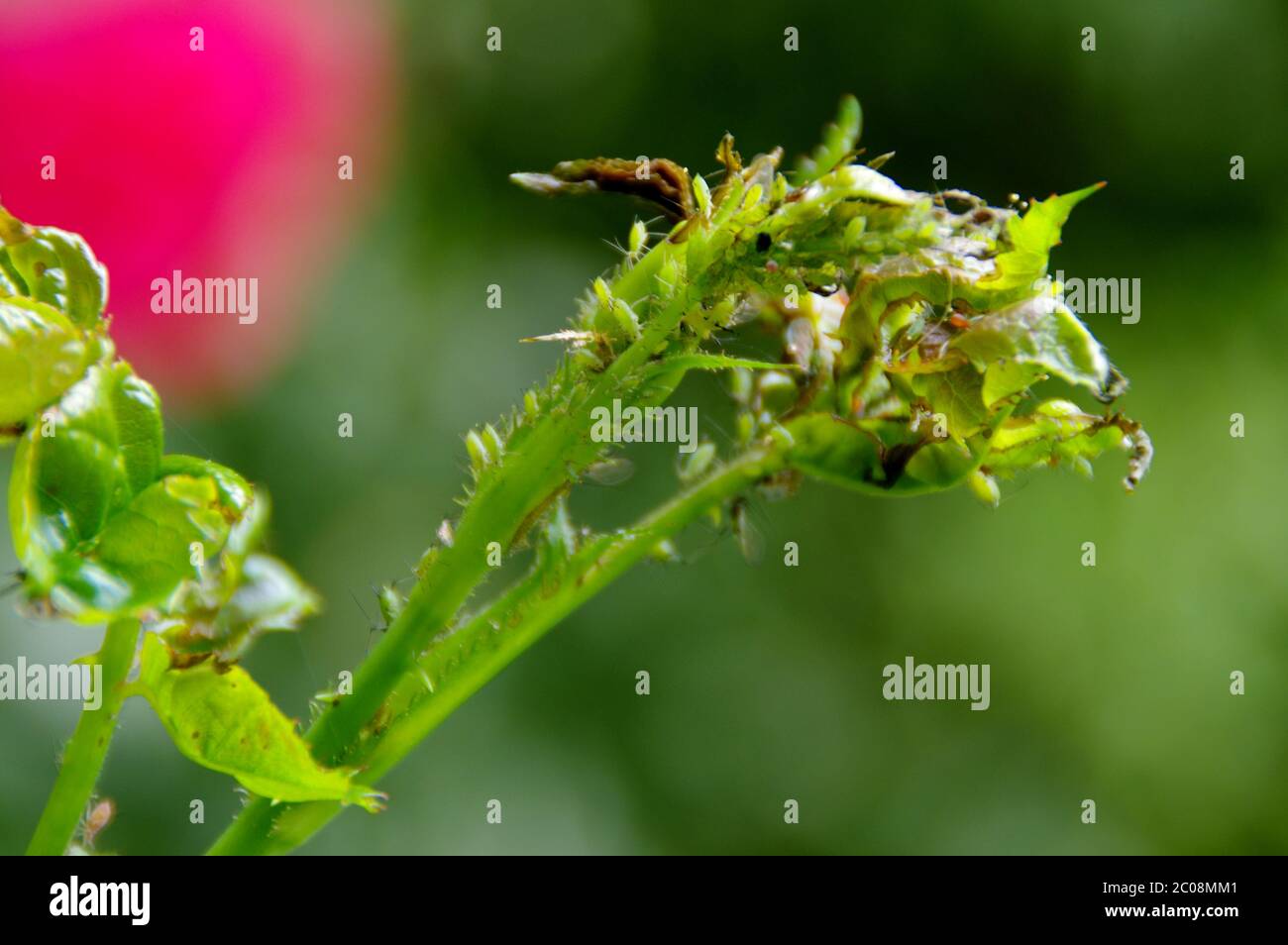 Schädlingsbekämpfung garten Fotos und Bildmaterial in hoher Auflösung