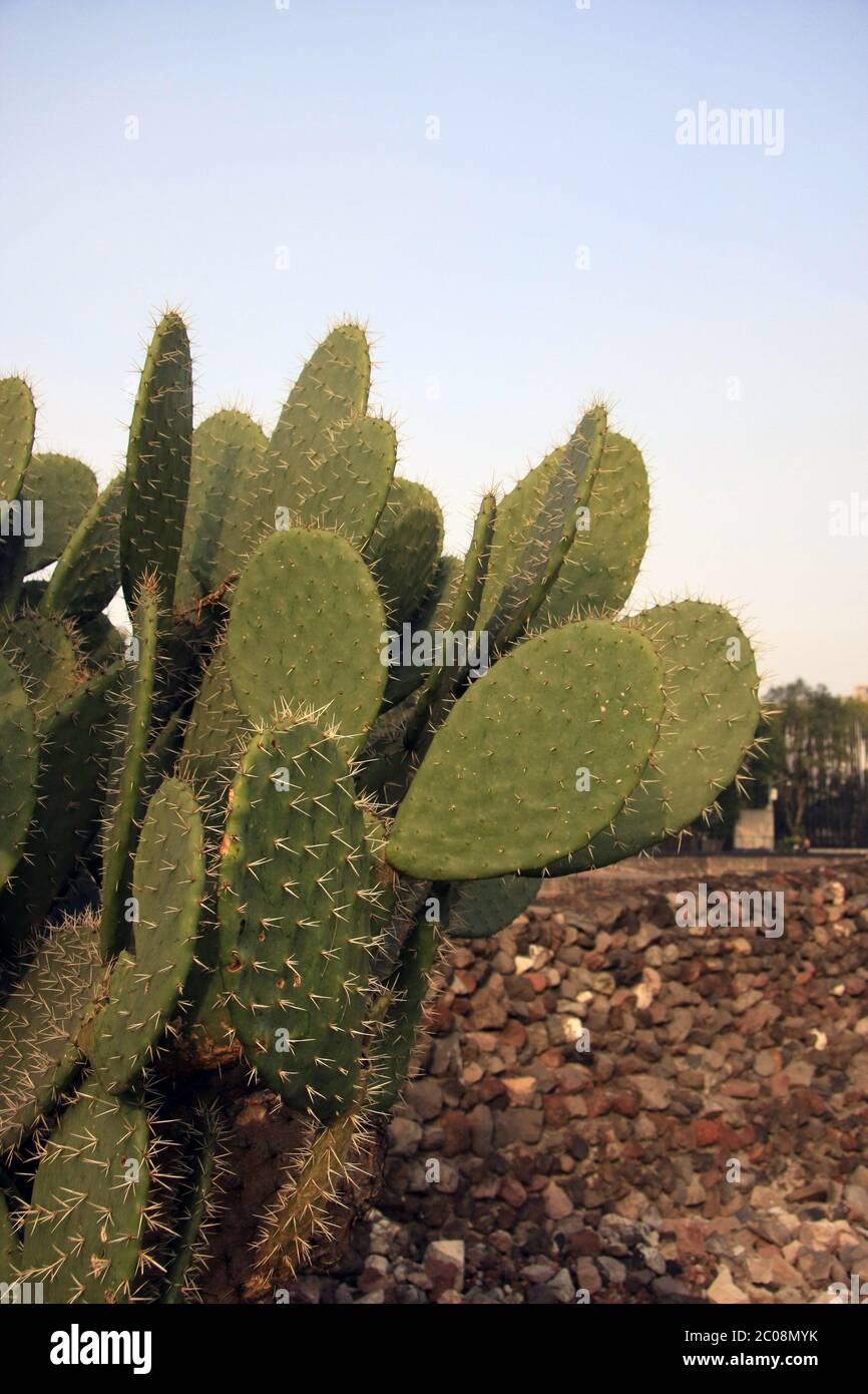Kaktuspflanze neben alter, ruinierter Mauer und blauem Himmel Stockfoto