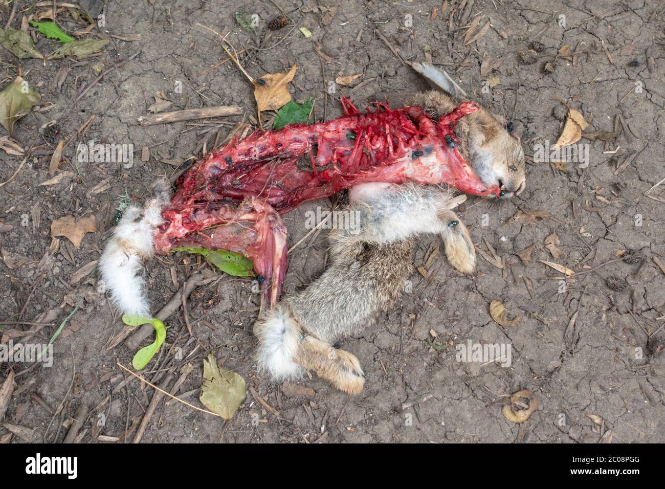 Die teilweise gefressenen Überreste eines Kaninchens, das in einem Waldgebiet nahe Wraysbury in Berkshire, England, UK, gefunden wurde Stockfoto