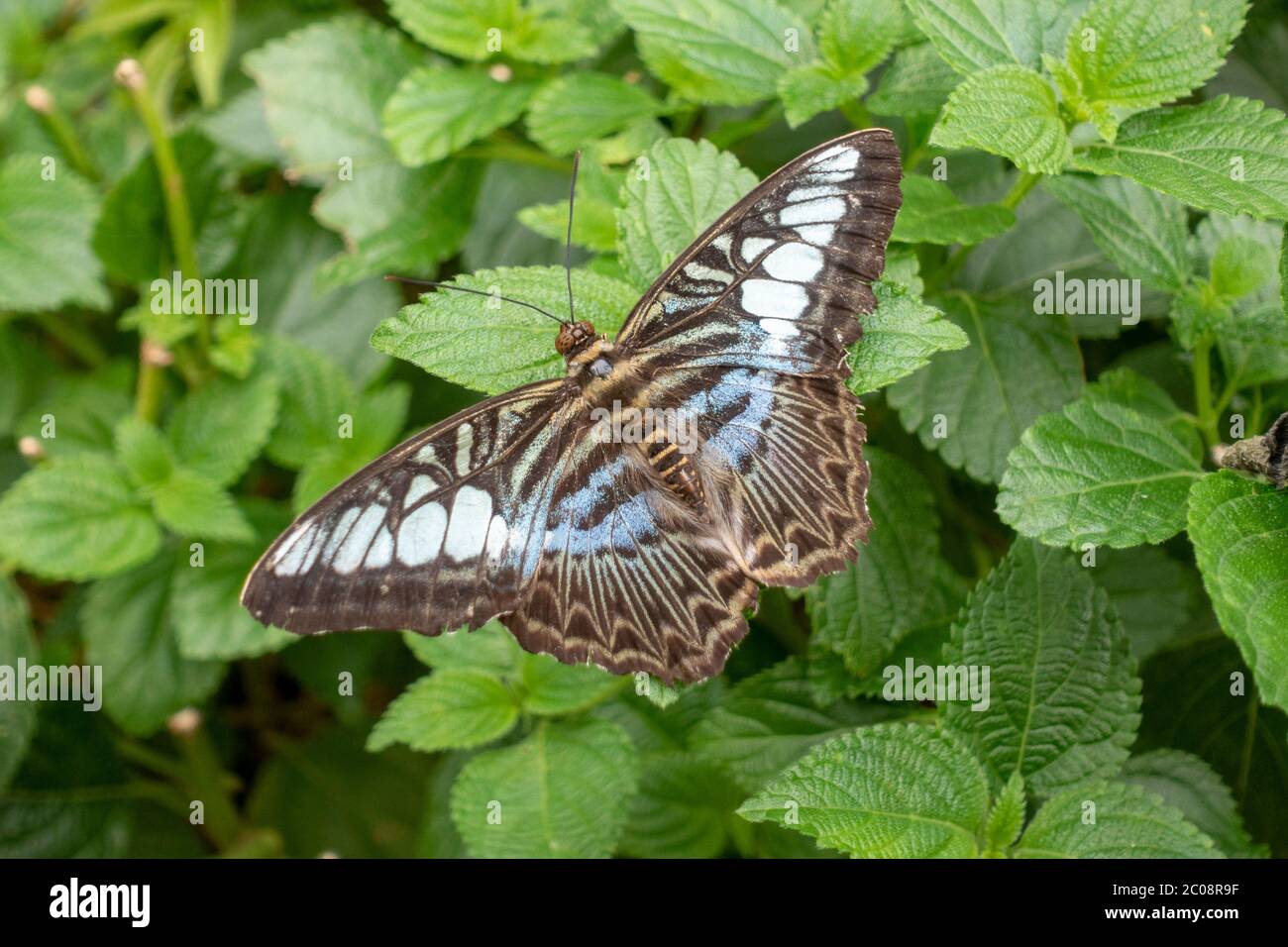 Ein Schmetterling der Blauen Klipperin (Parthenos sylvia), geboren in Südost-Asis im Schmetterlingshaus, ZSL Whipsnade Zoo, Whipsnade, in der Nähe von Dunstable, England. Stockfoto