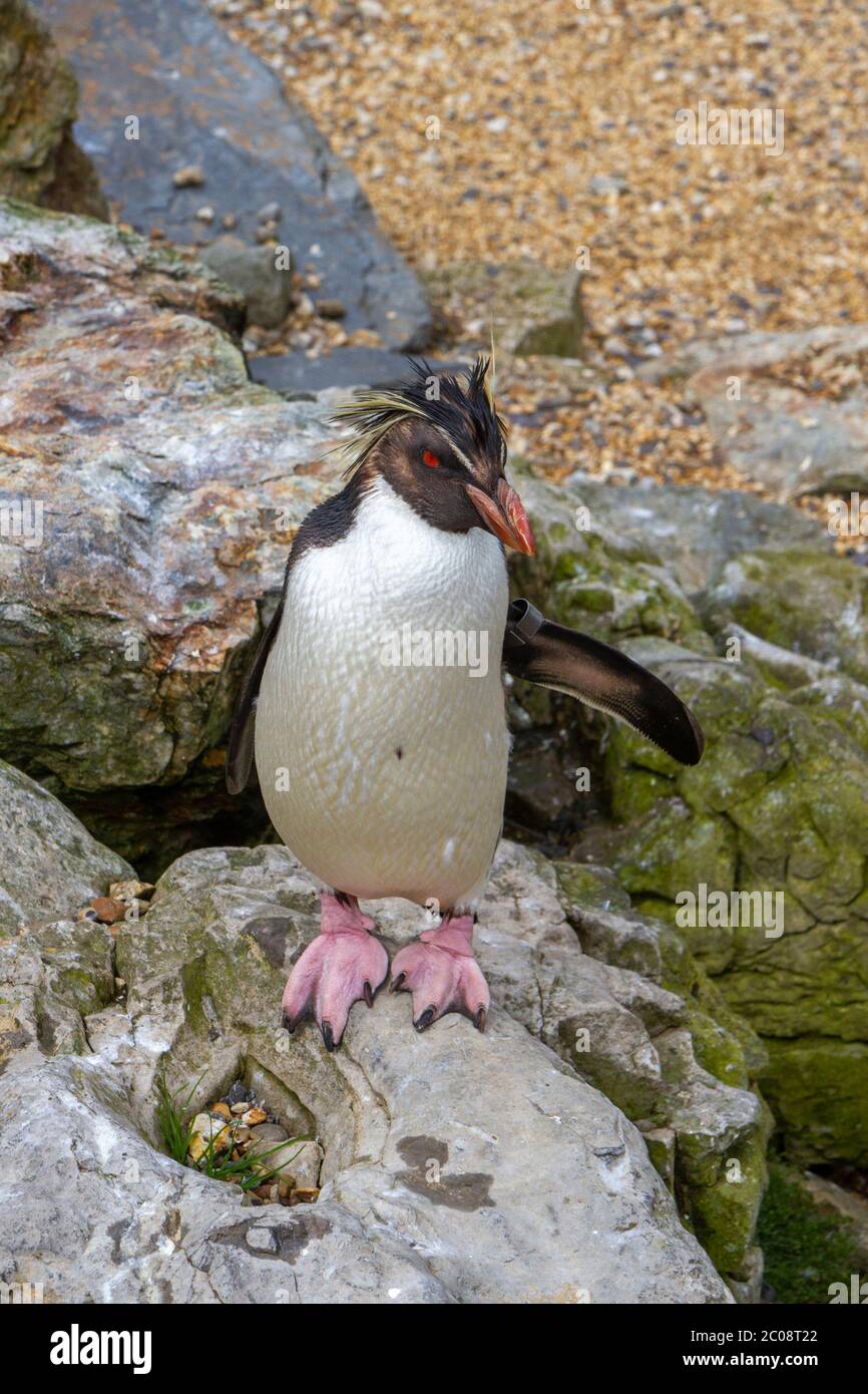 Ein Rockhopper Pinguin, ZSL Whipsnade Zoo, Whipsnade, in der Nähe von Dunstable, England. Stockfoto