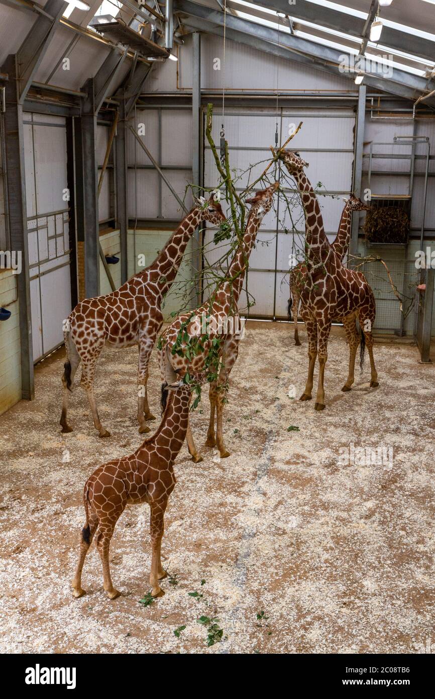 Innengehege Zoo Stockfotos und bilder Kaufen Alamy