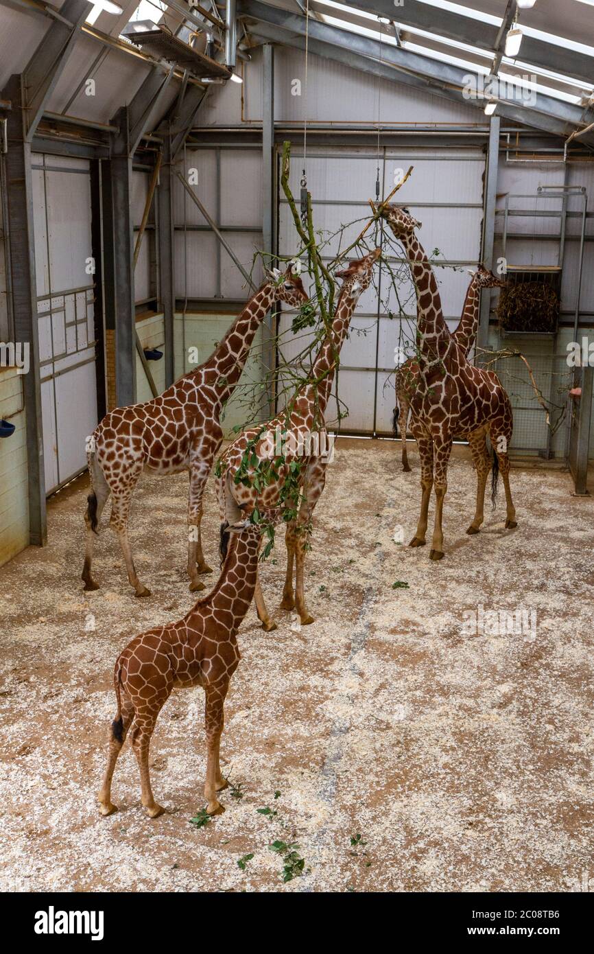 Eine Gruppe von Giraffen, die sich in ihrem Gehege im ZSL Whipsnade Zoo, Whipsnade, in der Nähe von Dunstable, England, ernähren. Stockfoto