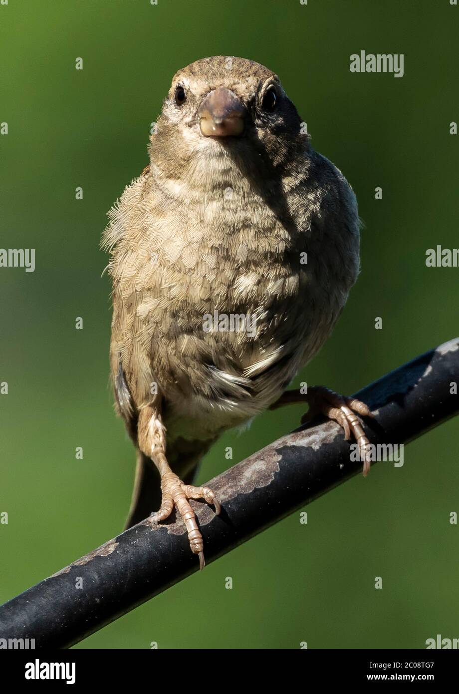 Auf der Stange Stockfoto