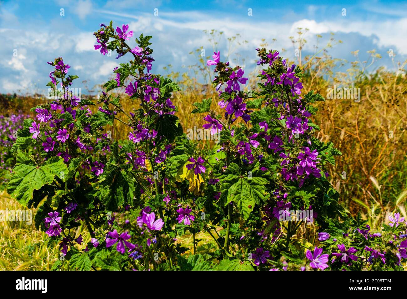 Two Tree Island Nature Reserve, Essex, Großbritannien Stockfoto