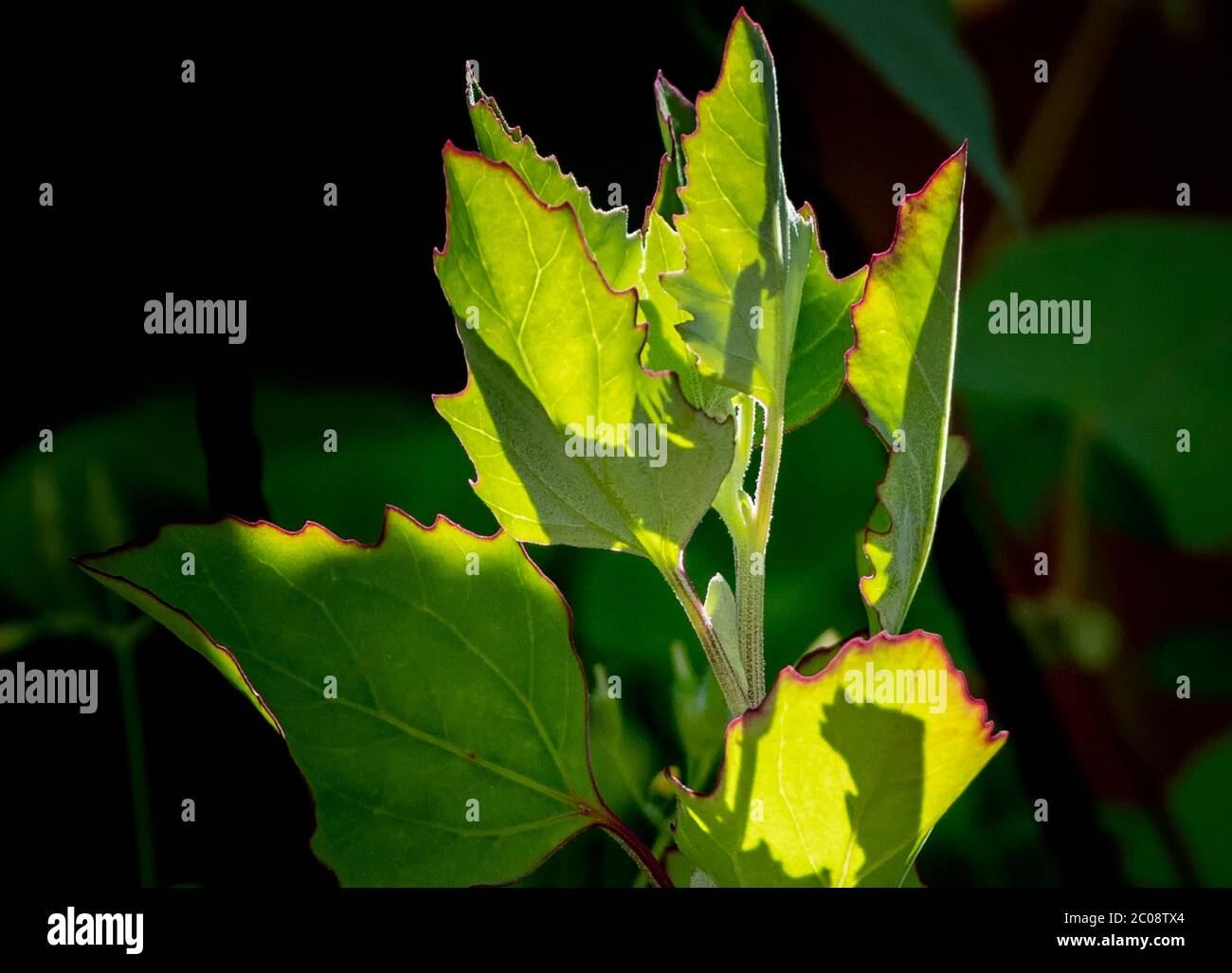 Grüne Blätter Stockfoto