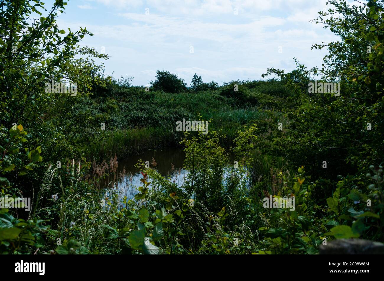 Two Tree Island Nature Reserve, Essex, Großbritannien Stockfoto