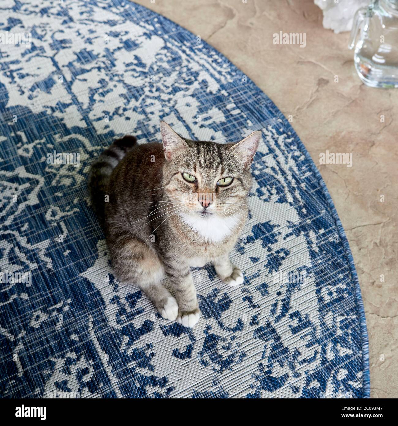 Grau Tiger gestreifte Haushaar kurze Haare tabby Katze im Freien auf einer Gartenterrasse. Stockfoto