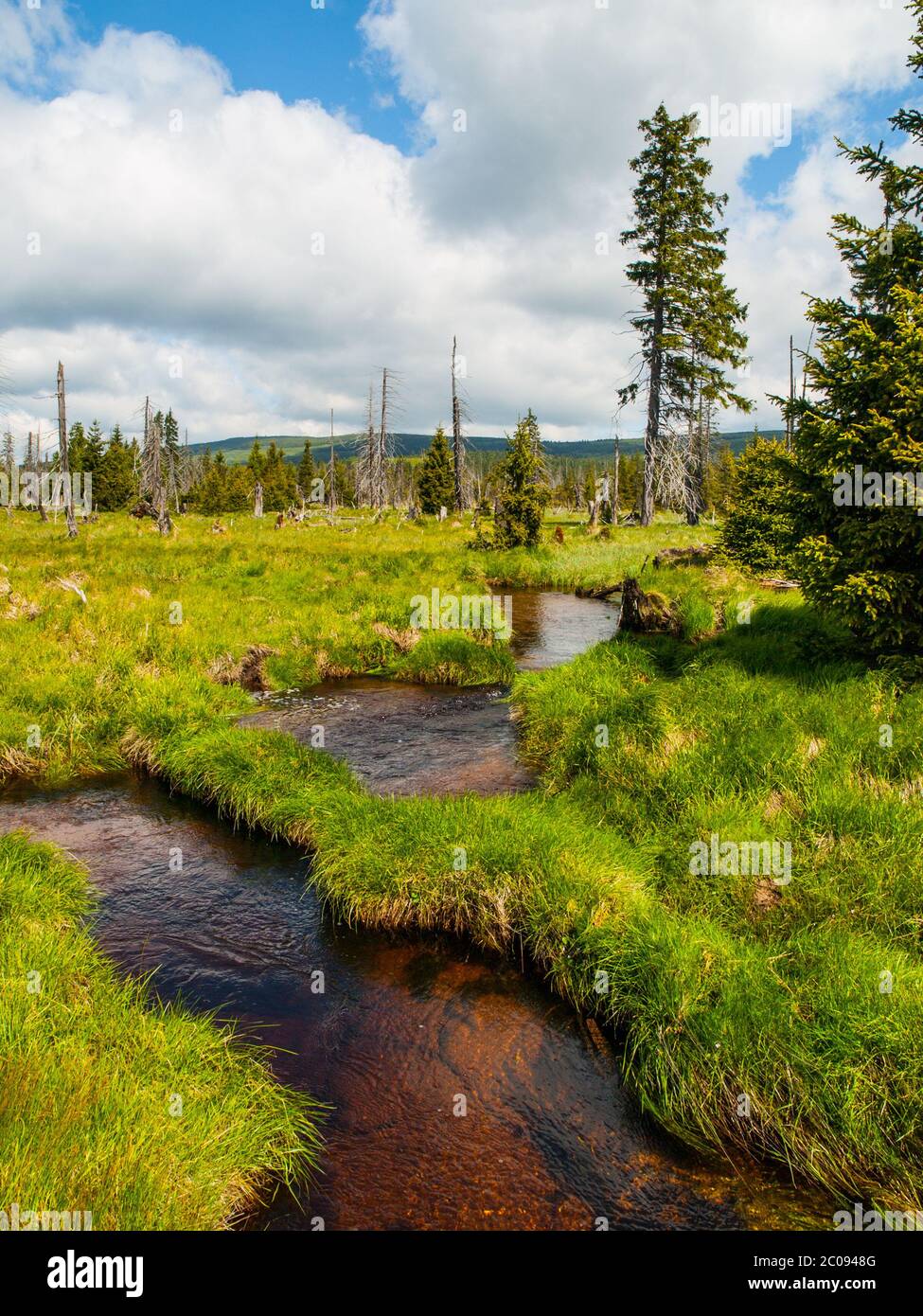 Kleiner Bergbach mitten in grünen Wiesen und Fichtenwald, Isergebirge, Tschechien Stockfoto