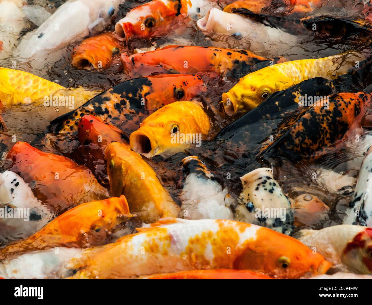 Asiatische karpfen Fotos und Bildmaterial in hoher Auflösung Alamy