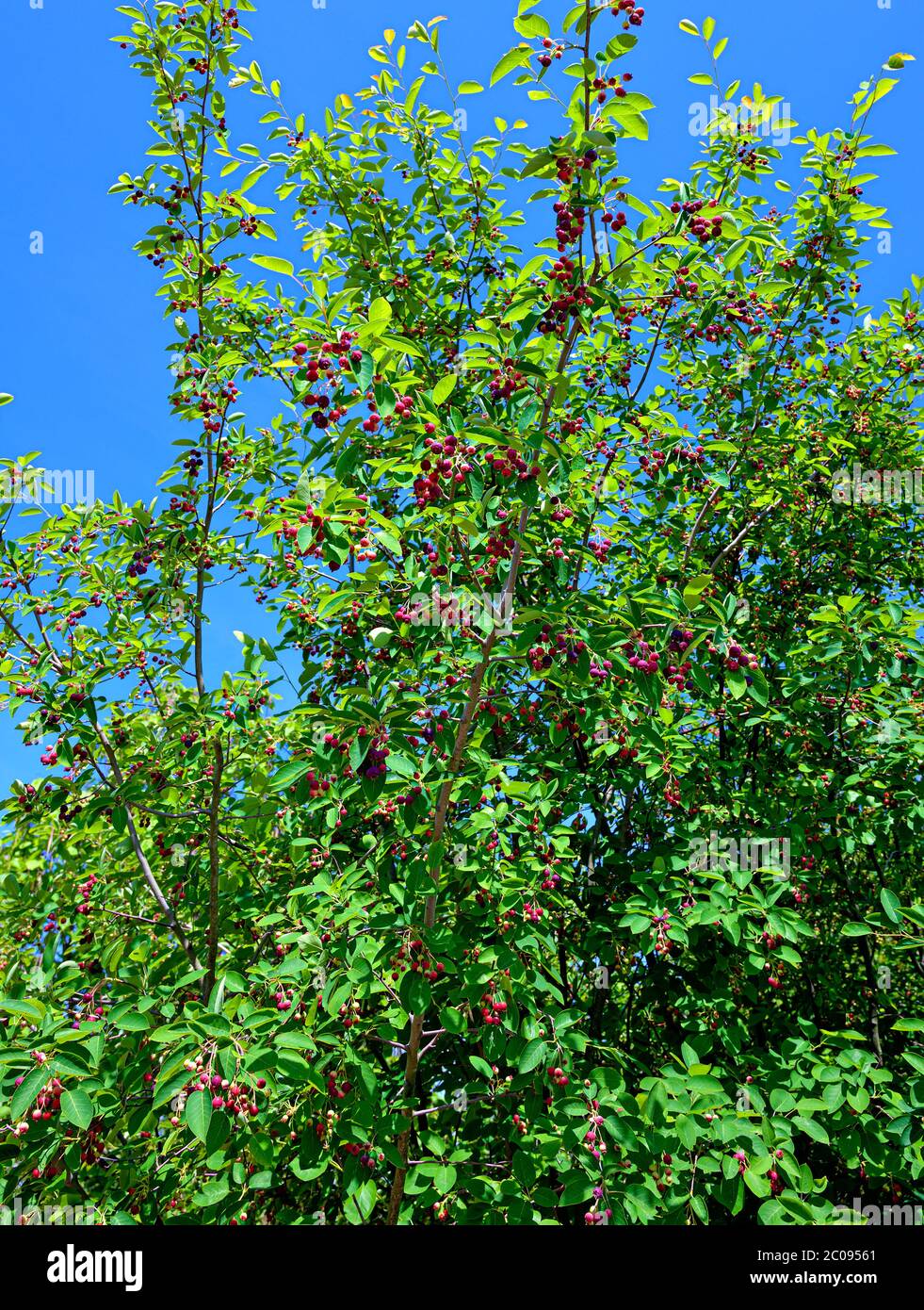 Schattenspender Busch mit kleinen roten Früchten vor blauem Himmel bei Sonnenschein Stockfoto