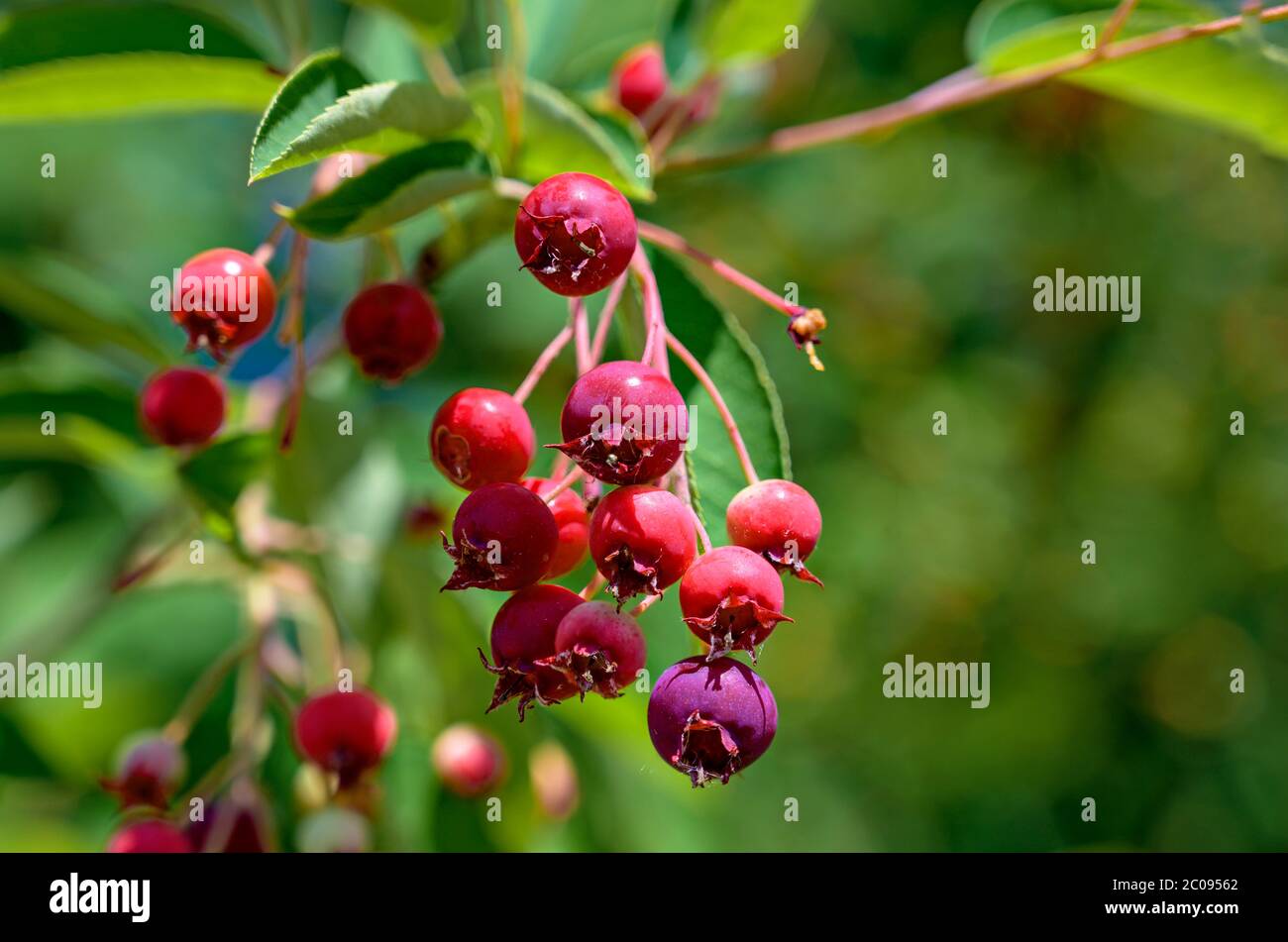 Kleine rote Früchte eines Amelanchier-Strauch Stockfoto