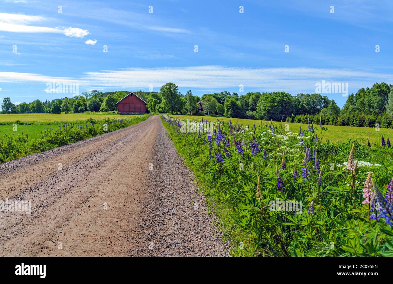 Schotterstraße, die durch eine blühende sommerliche Farmlandschaft in Schweden führt Stockfoto