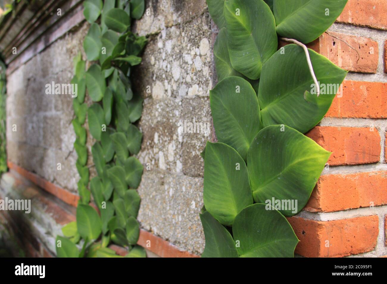 Die grünen Blätter der Pflanze wachsen senkrecht auf der roten Ziegel- und Steinmauer des Gebäudes Stockfoto