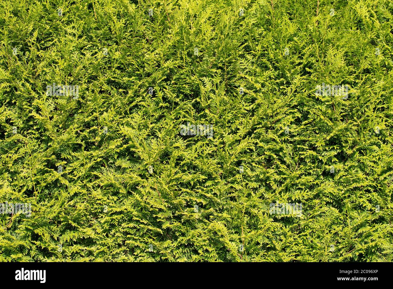 Hecke von abendländischen Baum des Lebens, Thuja occidentalis Stockfoto