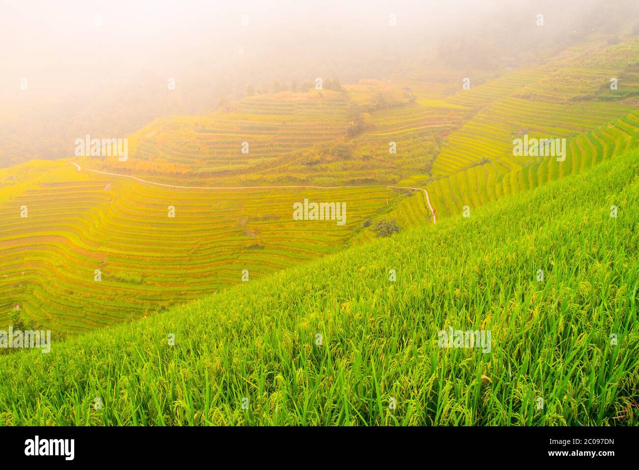 Grüne Reisterrassenfelder in Südostasien Stockfoto