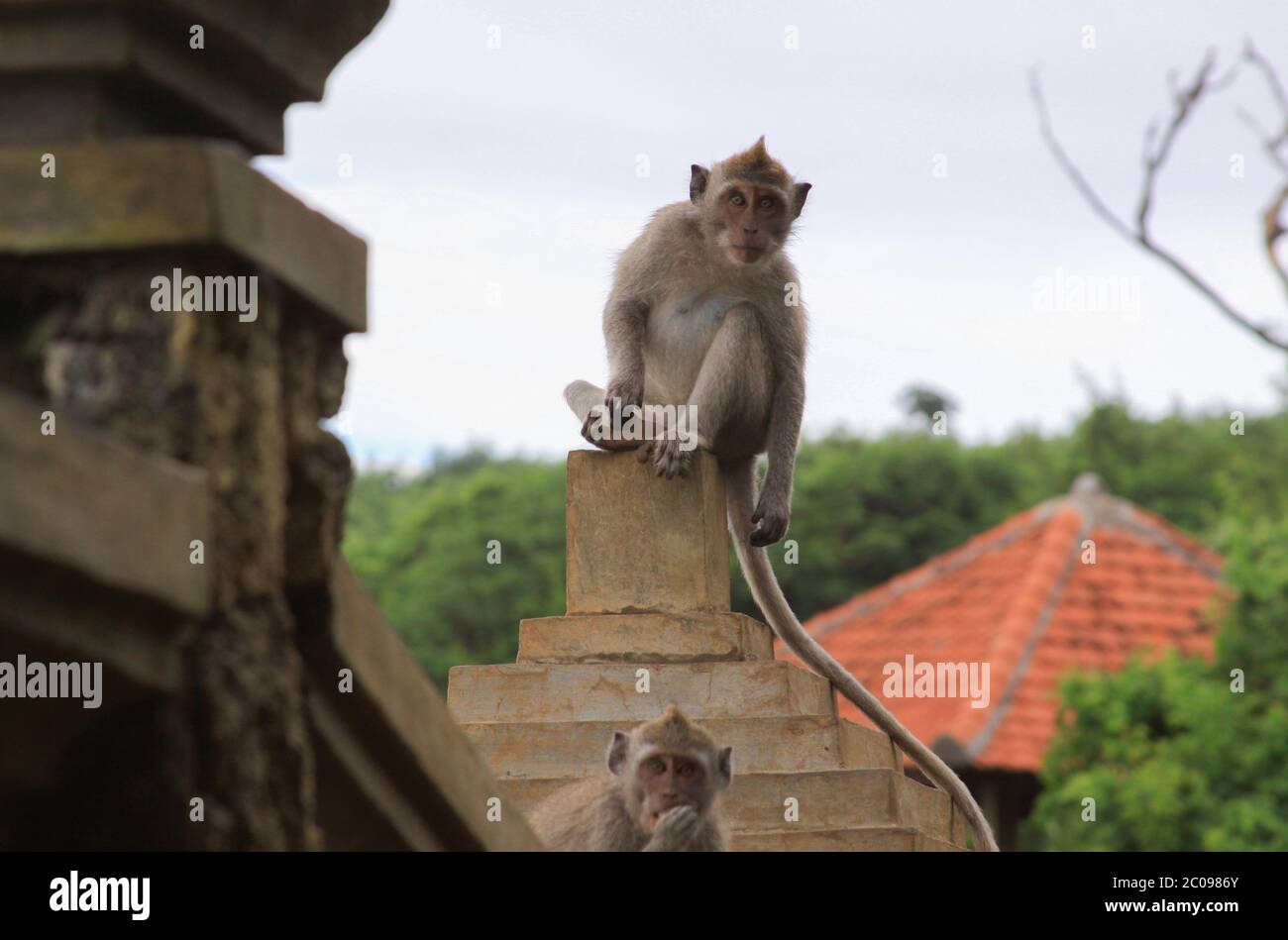 Neugierige Makaken starren auf die Kamera, während sie auf einer Wand am Uluwatu-Tempel, Bali, Indonesien sitzen Stockfoto