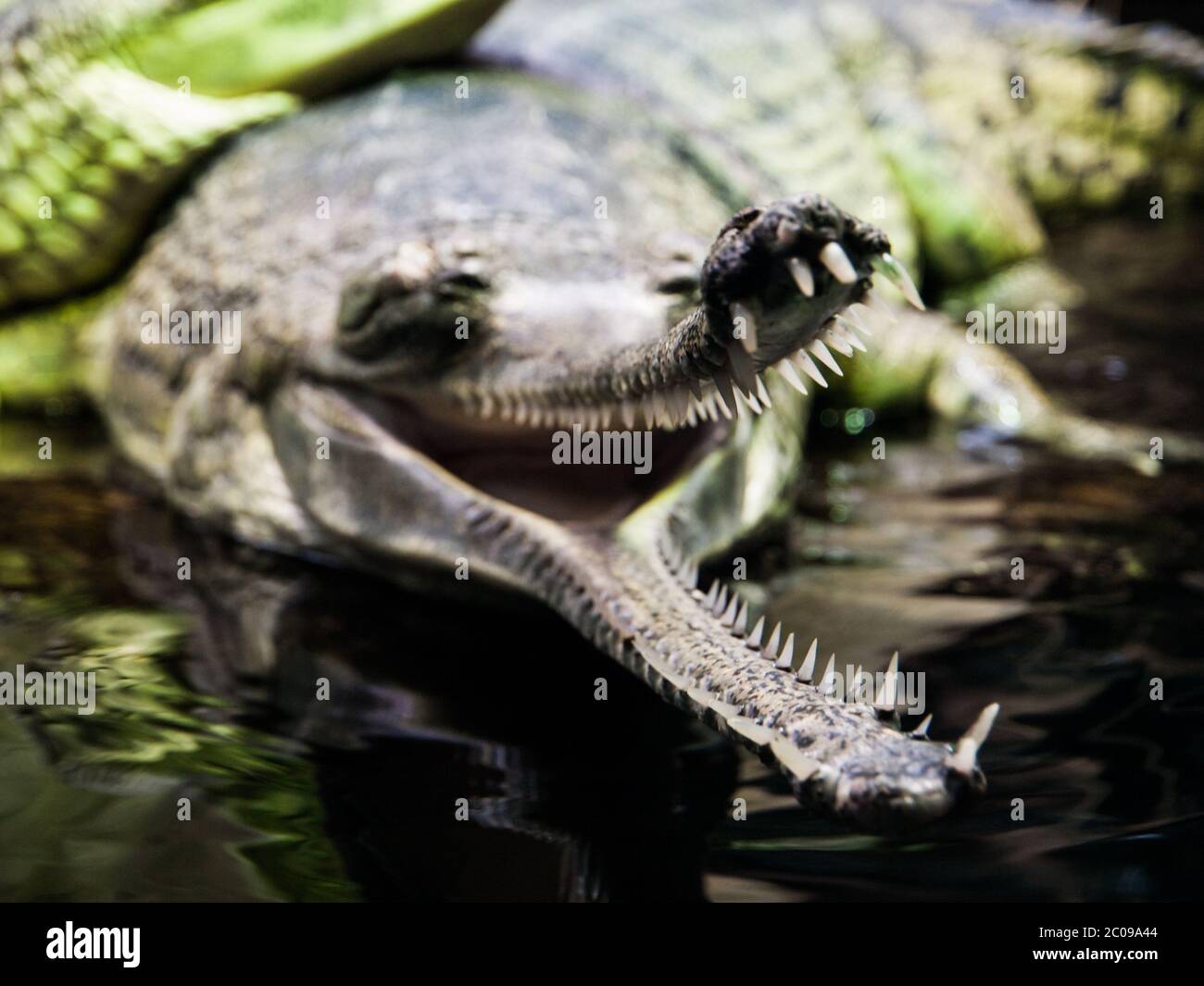 Gharial oder gavial - Gavialis gangeticus - mit offenem Mund voller scharfer Zähne. Geringe Schärfentiefe. Stockfoto