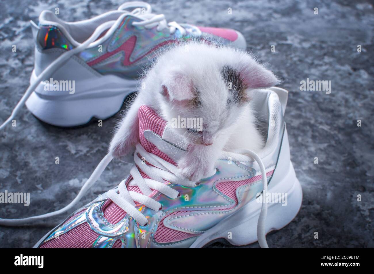 Ein kleines Kätzchen kletterte in rosa Damenschuhe. Stockfoto