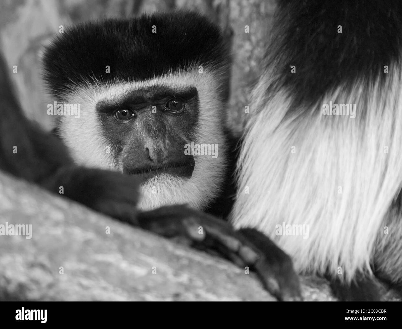 Detailansicht von Mantelguereza, Colobus guereza, in schwarz und weiß Stockfoto