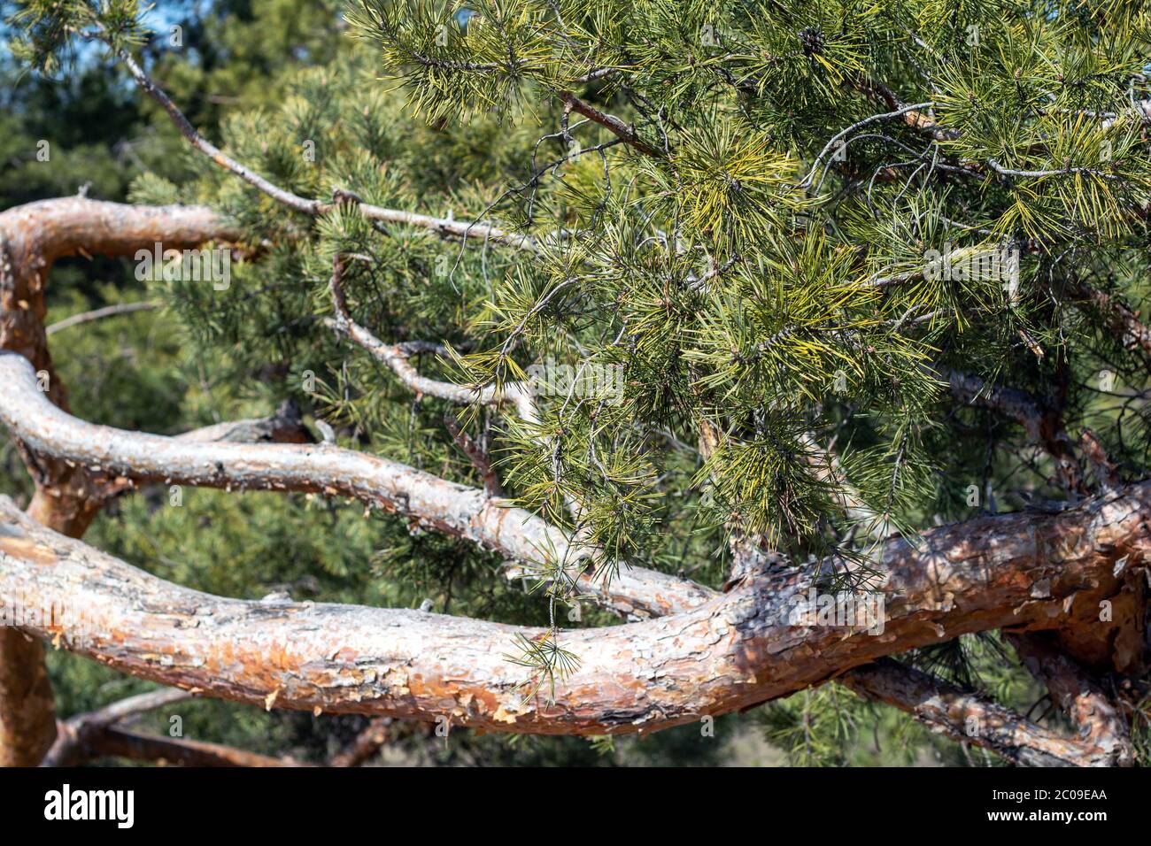 Die Verbreitung der grünen Zweige der Kiefer. Kiefernnadeln auf einem Baum, schöne Nahaufnahme der Natur Stockfoto