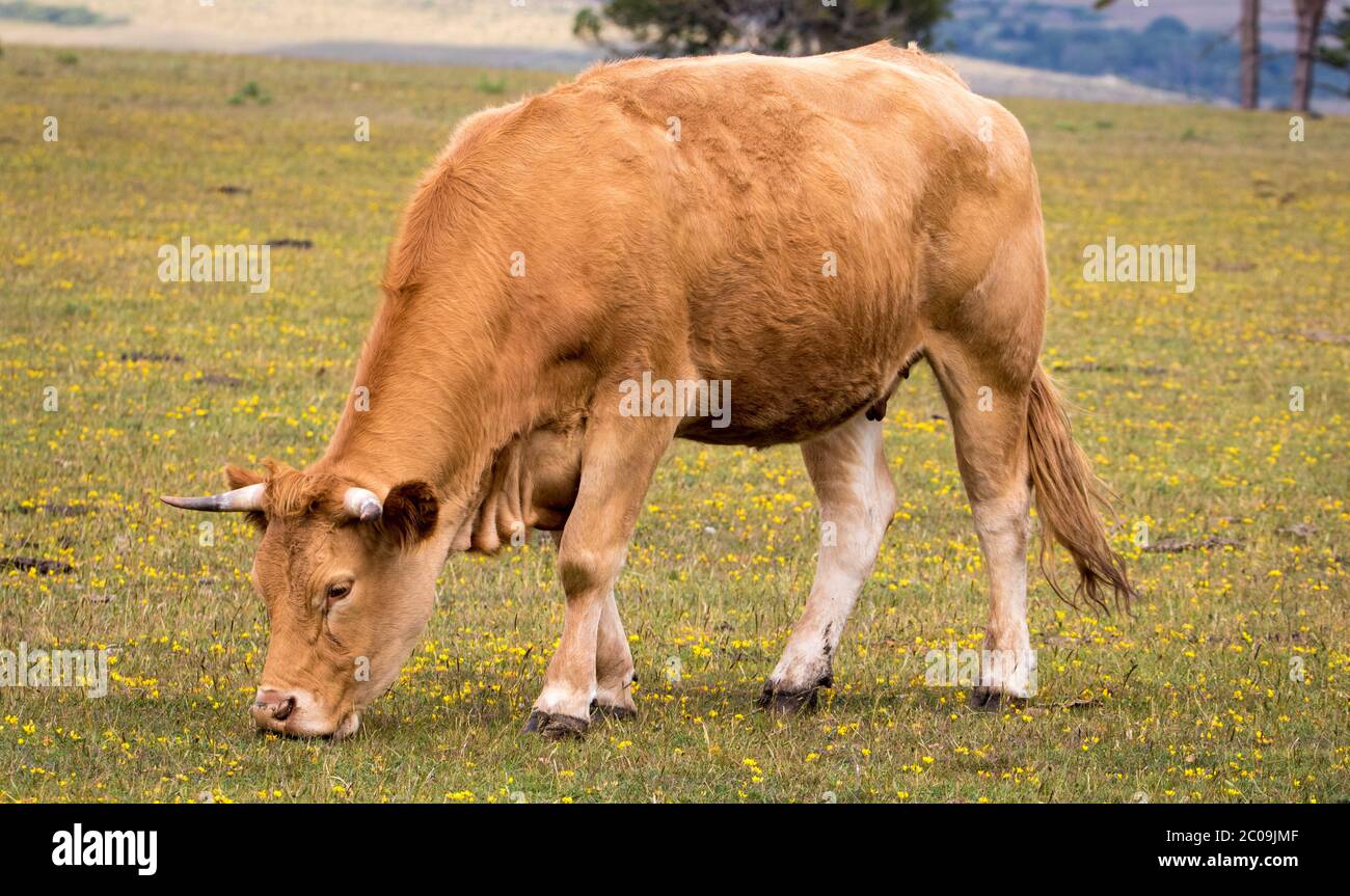 Milchkuh grast Stockfoto