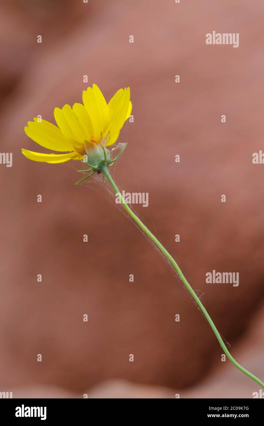Steife Greenthread, Thelesperma filifolium Stockfoto